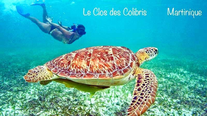 Lodge Colibris Piscine Privee Vue Panoramique Mer Et Montagne Pelee , 500 M Plage Dans Un Parc , Calme Assure Ideal Pour Decouvrir Le Nord Caraibes Le Carbet Exteriör bild